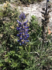 Gastón Repetto, CC BY, iNaturalist via GBIF Lupinus multiflorus, photograph Gastón Repetto, CC BY, iNaturalist via GBIF