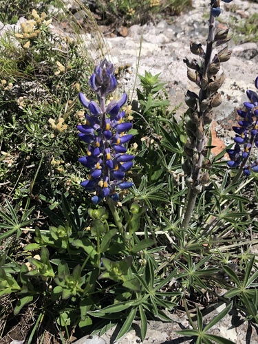 Lupinus multiflorus, photograph 2