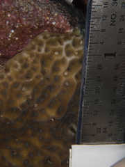 Agaricia humilis
