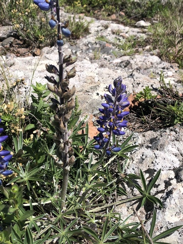 Lupinus multiflorus, photograph 3