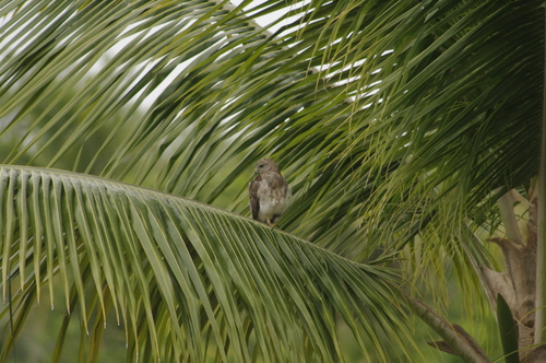 Buteo ridgwayi