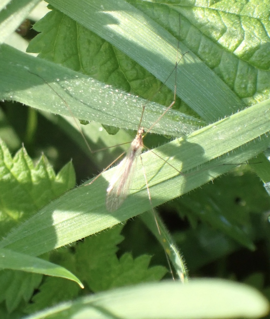 Neolimnophila placida