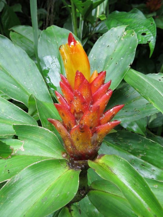 Costus Curvibracteatus Costa Rica Trees And Vascular Plants · Inaturalist