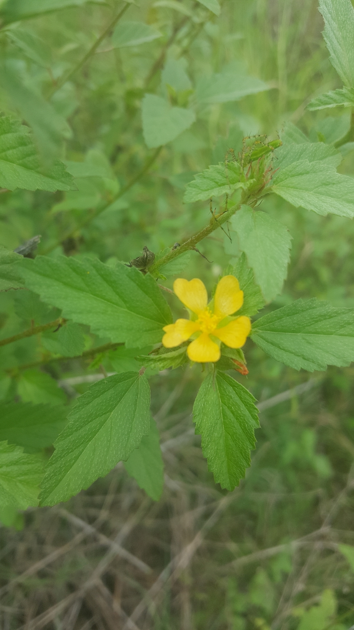 Malvastrum corchorifolium