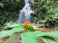 Costus curvibracteatus