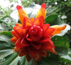 Costus curvibracteatus
