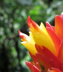 Costus curvibracteatus