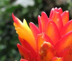 Costus curvibracteatus