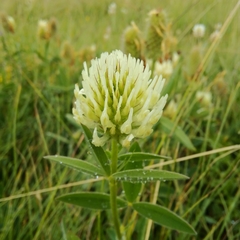 Trifolium pannonicum