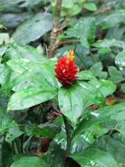 Costus curvibracteatus