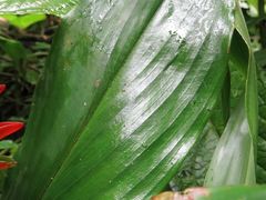 Costus curvibracteatus