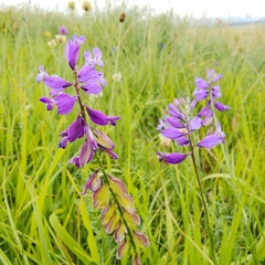 Polygala major