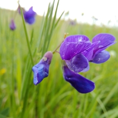 Lathyrus bauhinii