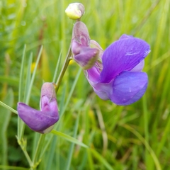 Lathyrus bauhinii