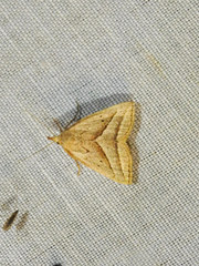 Macrochilo absorptalis