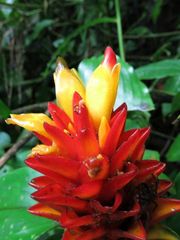 Costus curvibracteatus