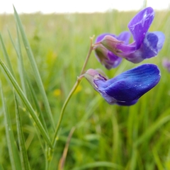 Lathyrus bauhinii