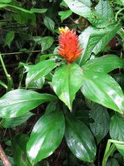 Costus curvibracteatus
