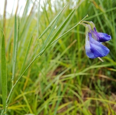 Lathyrus bauhinii