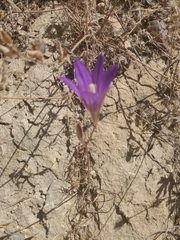 Brodiaea elegans