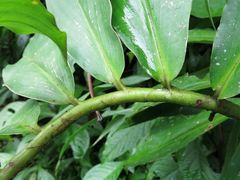 Costus curvibracteatus