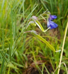 Lathyrus bauhinii