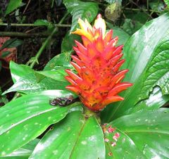 Costus curvibracteatus