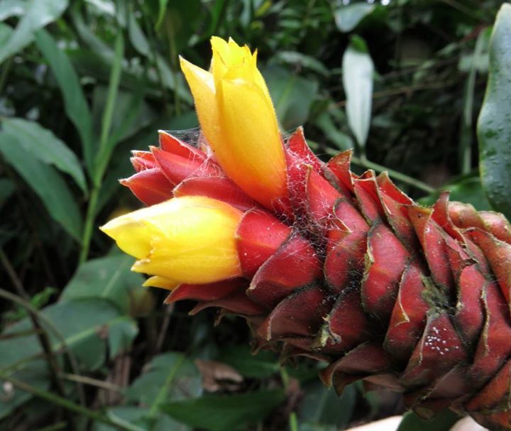 Costus barbatus
