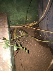 Duttaphrynus melanostictus