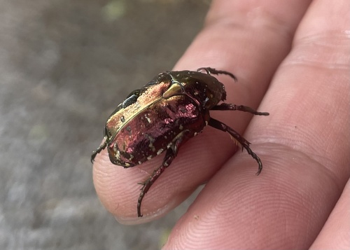 Oriental Flower Beetle