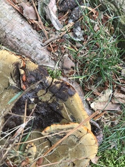 Phaeolus schweinitzii