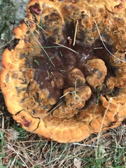 Phaeolus schweinitzii