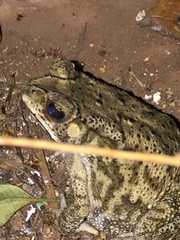 Duttaphrynus melanostictus