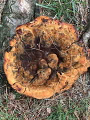 Phaeolus schweinitzii