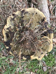 Phaeolus schweinitzii