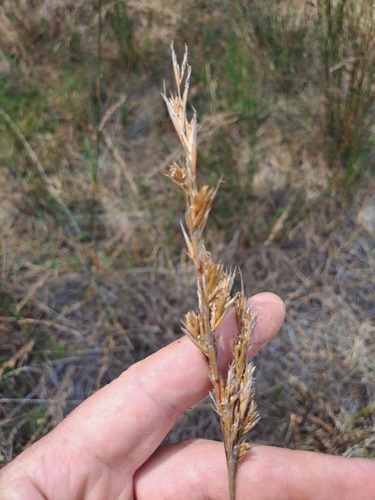 Restio dodii purpurascens (Restio dodii)