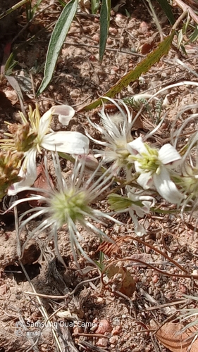 Clematis songorica