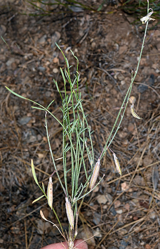 Astragalus atratus var. owyheensis