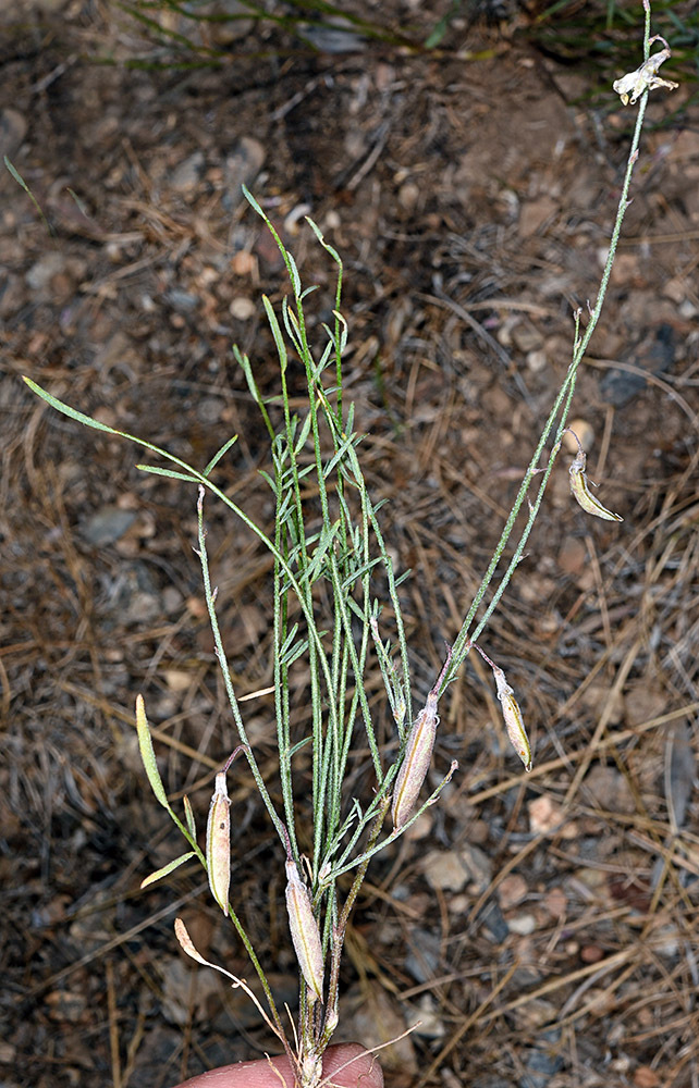 Astragalus atratus var. owyheensis