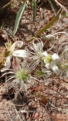 Михаил Орлов, CC BY, iNaturalist via GBIF Clematis songorica, photograph Михаил Орлов, CC BY, iNaturalist via GBIF