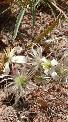 Clematis songorica, photograph 2