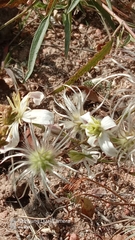 Михаил Орлов, CC BY, iNaturalist via GBIF Clematis songorica, photograph Михаил Орлов, CC BY, iNaturalist via GBIF