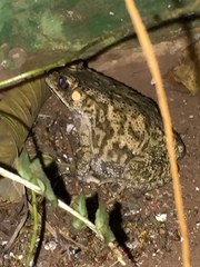 Duttaphrynus melanostictus