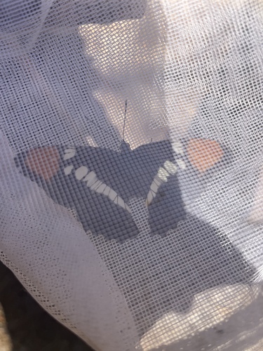 iNaturalist observation photo of California Sister