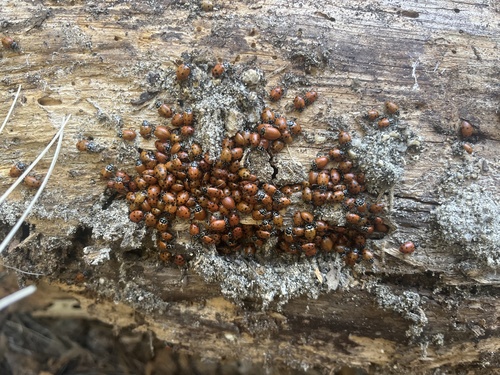 iNaturalist observation photo of Convergent Lady Beetle