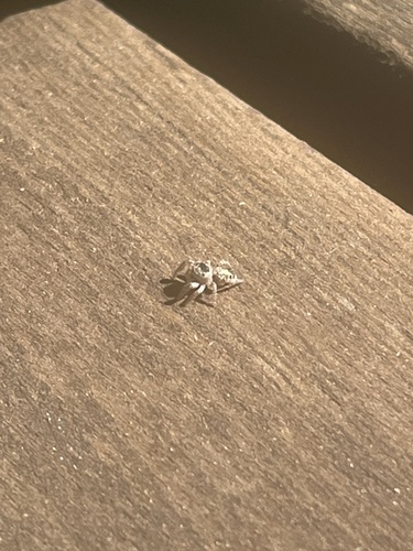 iNaturalist observation photo of Typical Jumping Spiders