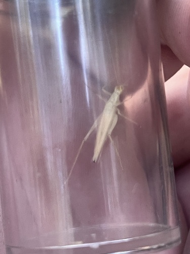 iNaturalist observation photo of Common Tree Crickets