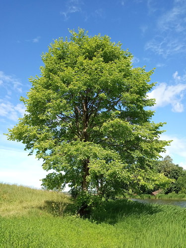 Paprastoji vinkšna nuotrauka