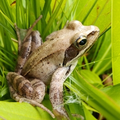 Greek Stream Frog photo 5