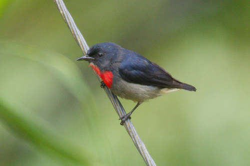 Black-sided Flowerpecker